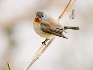 How can I identify migratory birds during their seasonal journeys?