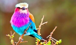 Do Bird Watchers Get Paid? Exploring the Financial Aspect of Bird Watching