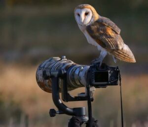 What essential equipment is needed for bird watching?