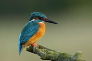 Can Bird Watching Make You Smarter? Boost Your Intelligence: The Cognitive Benefits of Bird Watching